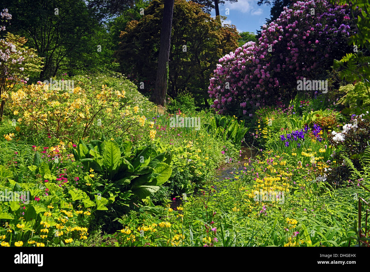 The woodland gardens surrounding Minterne House in Dorset, England, UK Stock Photo