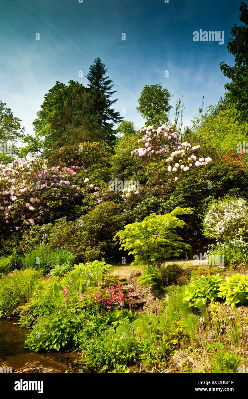 The woodland gardens surrounding Minterne House in Dorset, England, UK