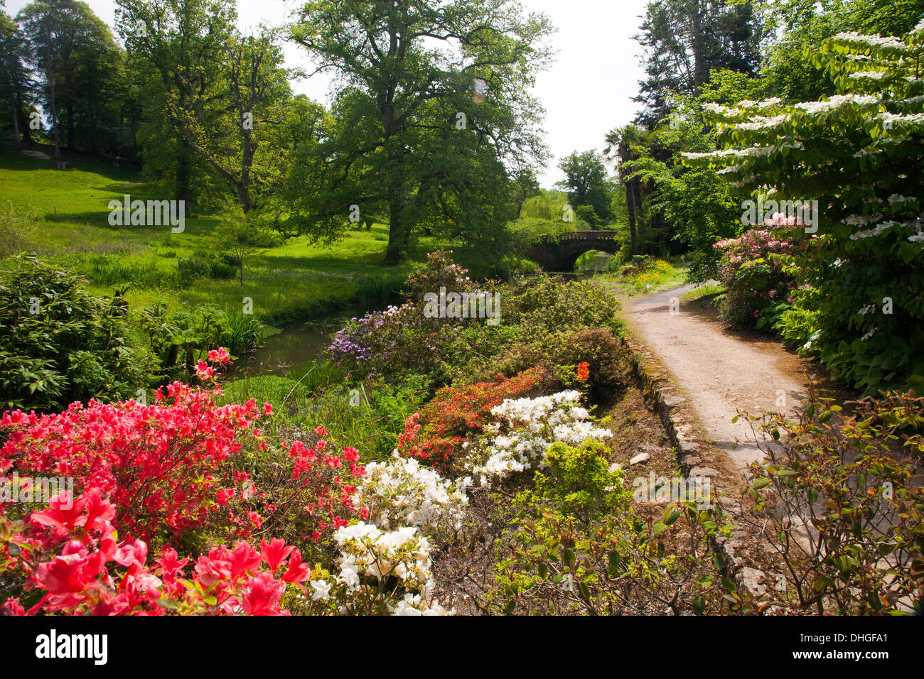 The woodland gardens surrounding Minterne House in Dorset, England, UK