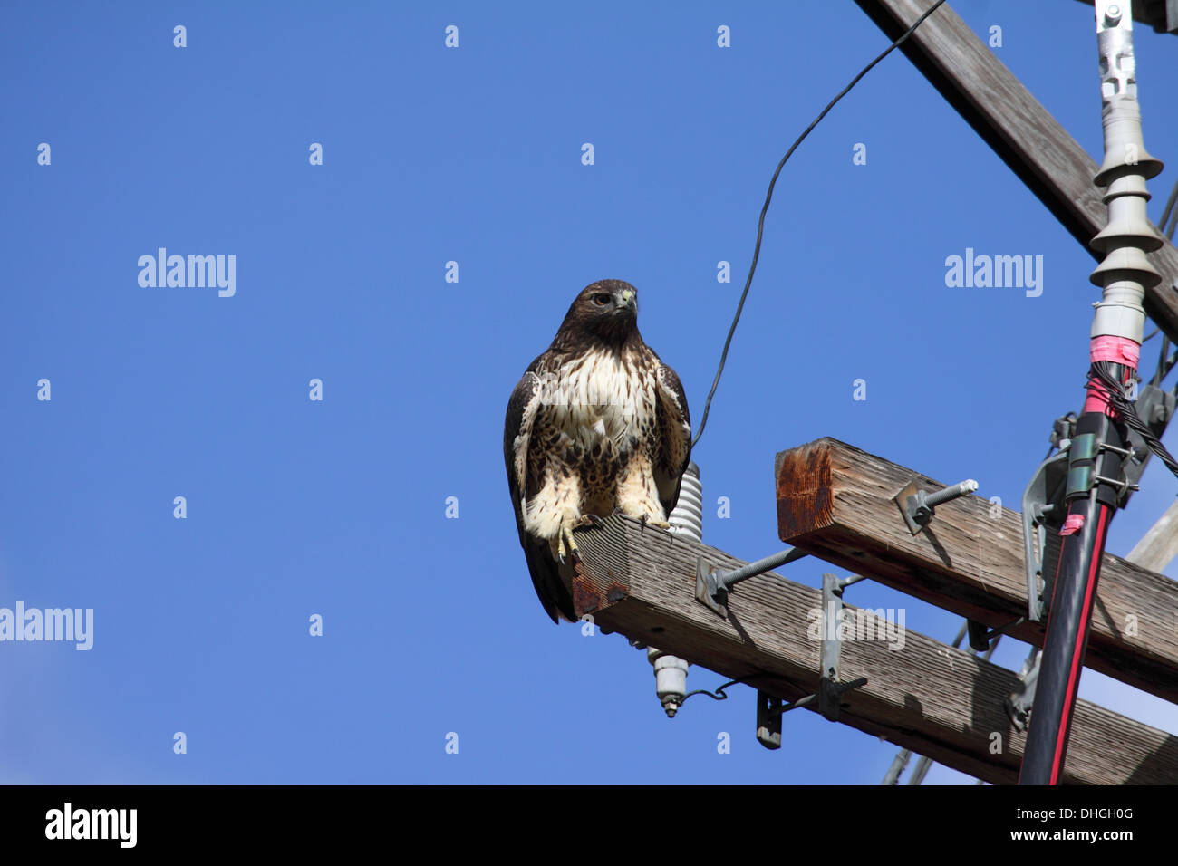 Red tailed hawk perched hi-res stock photography and images - Alamy