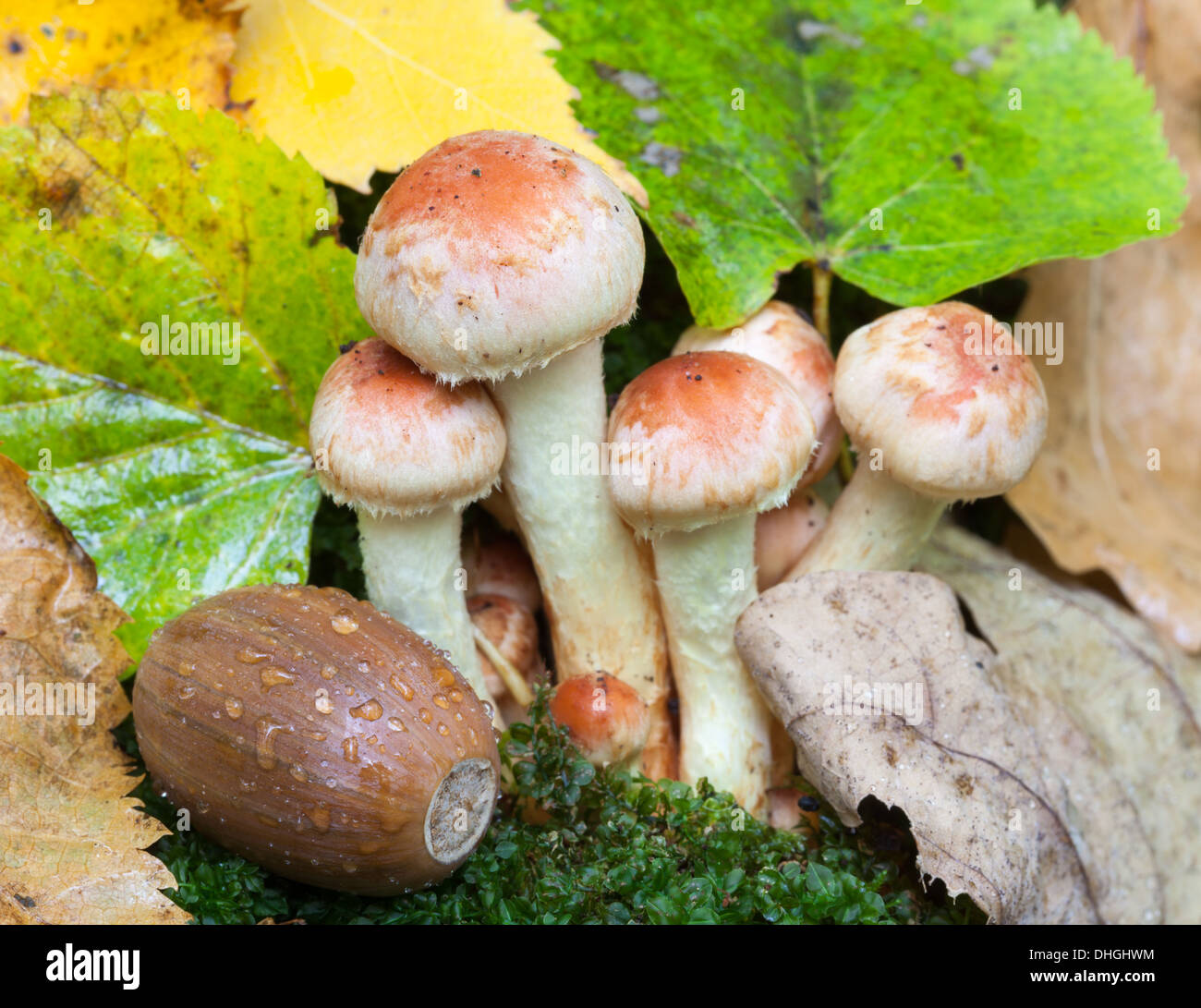 Autumn mushrooms in Finland Stock Photo