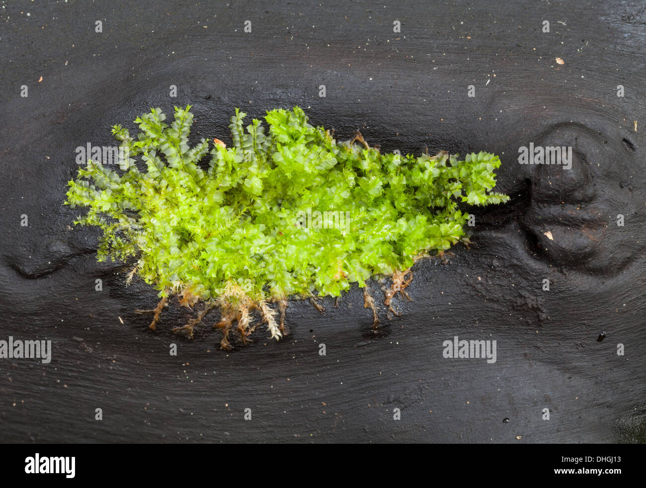 Green moss Stock Photo