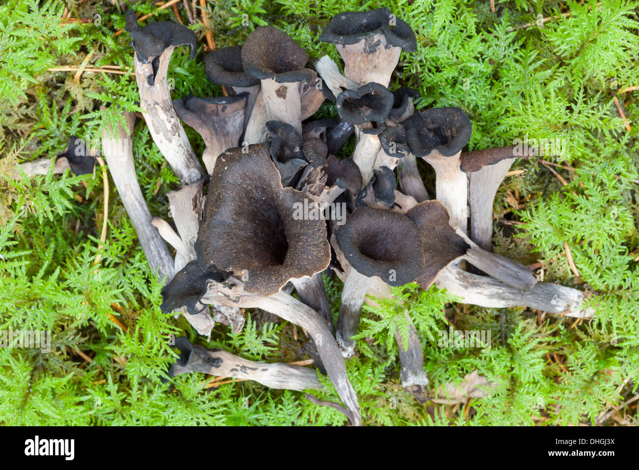 Autumn mushrooms in Finland Stock Photo