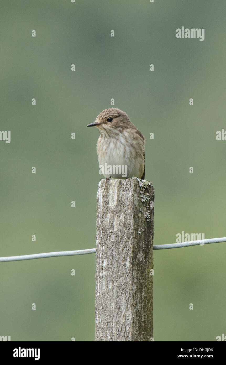 Adult in portrait view on post Stock Photo - Alamy