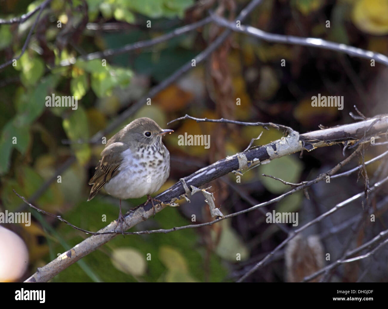 Hermit thrush perching on branch in Wyoming Stock Photo