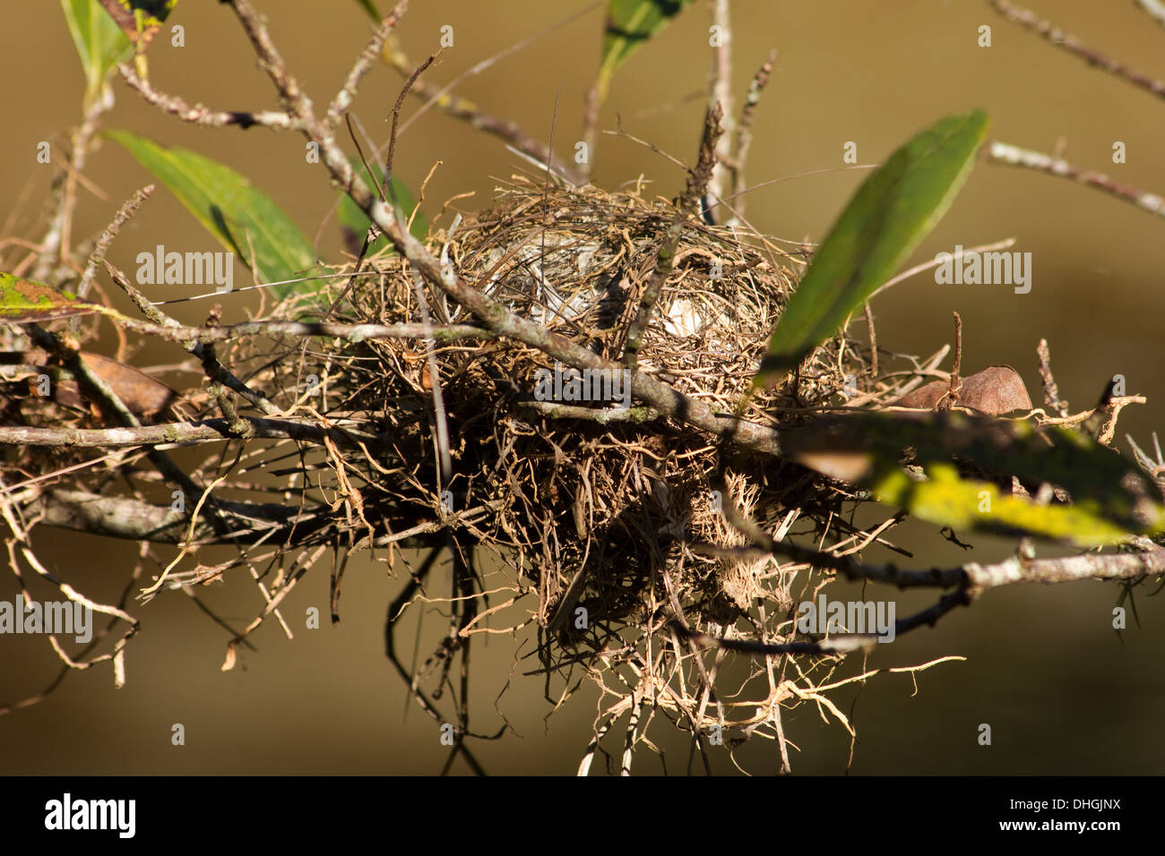 Bird nest in the forest Stock Photo - Alamy