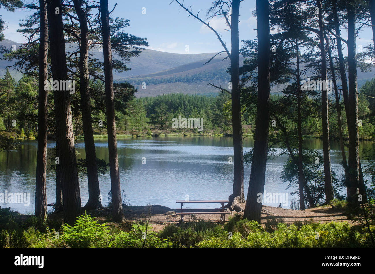 Lochens in Forestry in Scotland, with picnic seat. Stock Photo