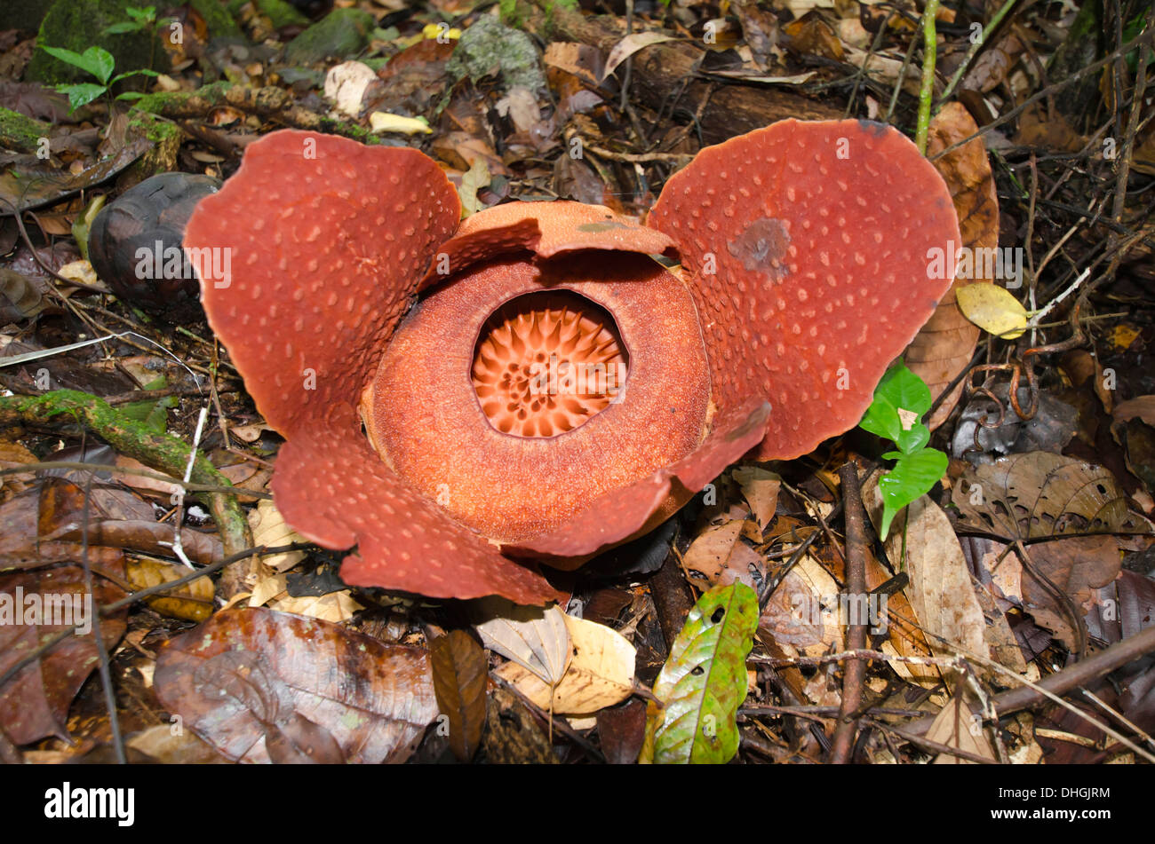 Rafflesia arnoldii a Parasitic flowering plant just openening Gunung Gading National Park Borneo Stock Photo