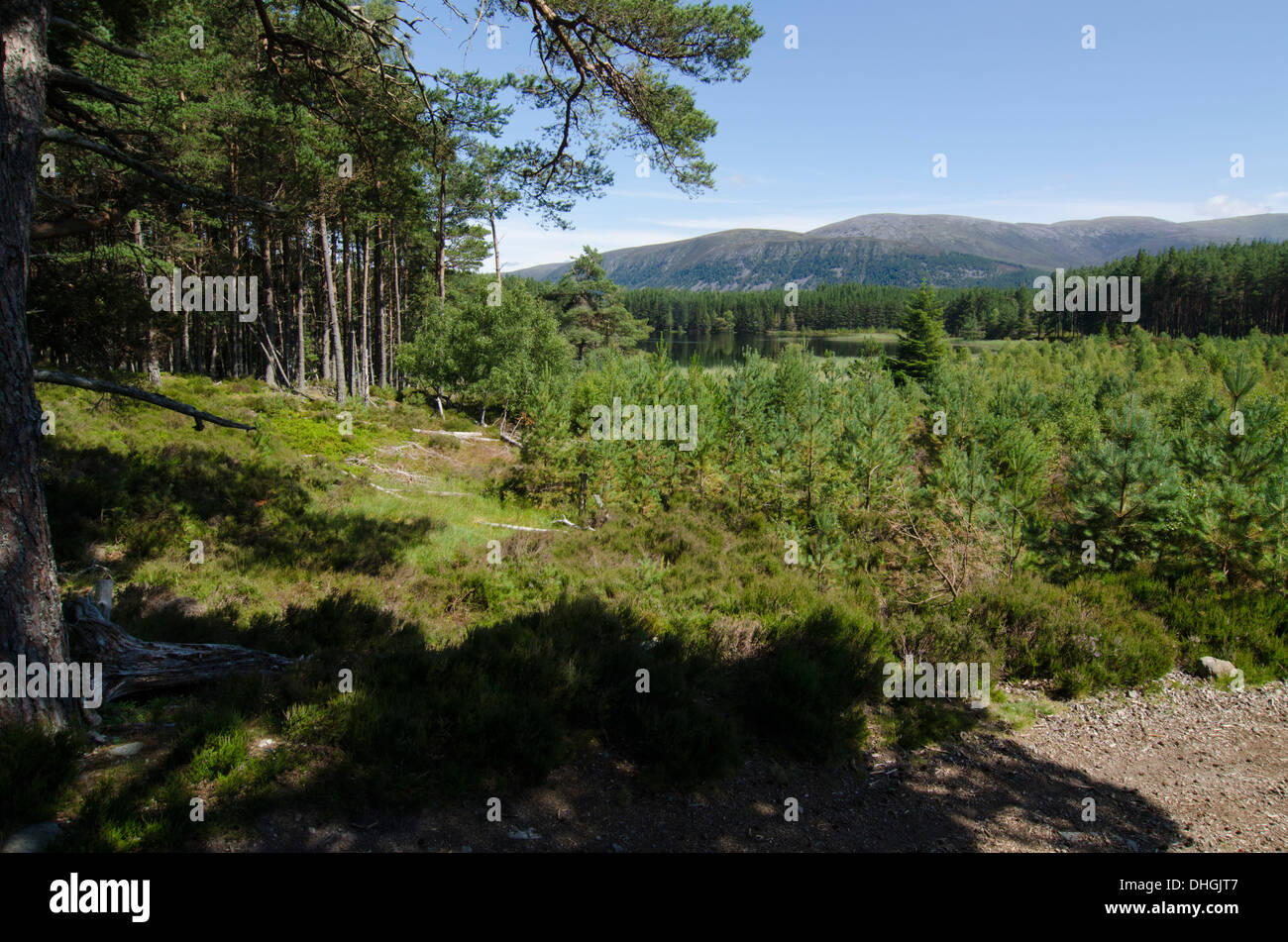 Lochens in Forestry in Scotland. Stock Photo