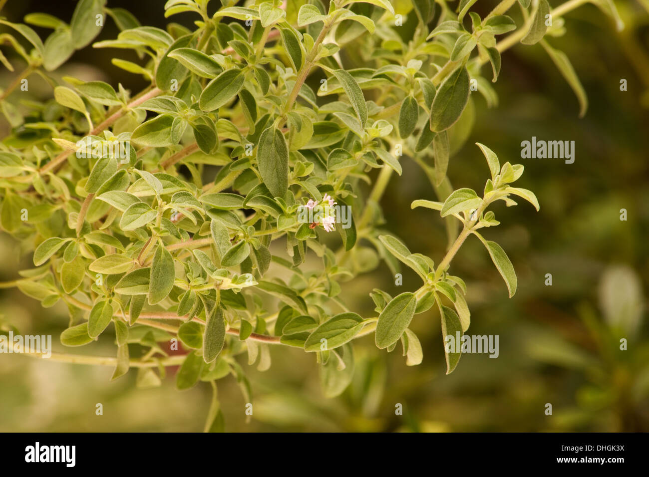 Oregano (origanum vulgare) plant on a garden Stock Photo Alamy