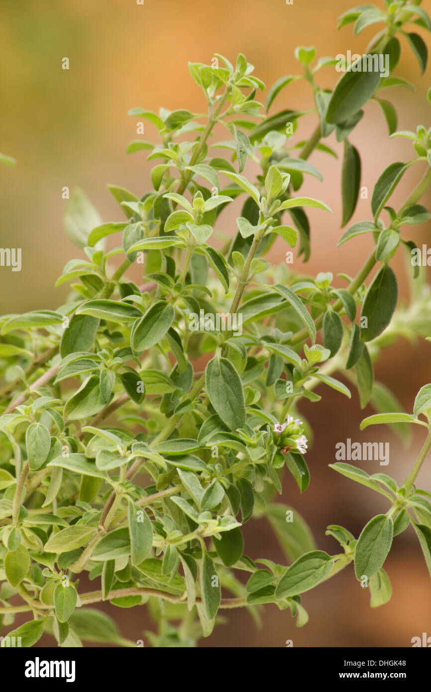 Oregano (origanum vulgare) plant Stock Photo Alamy