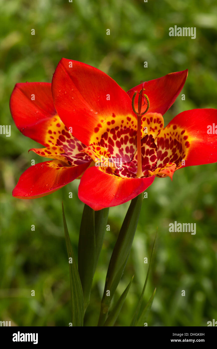 Tigridia pavonia garden plant hi-res stock photography and images - Alamy