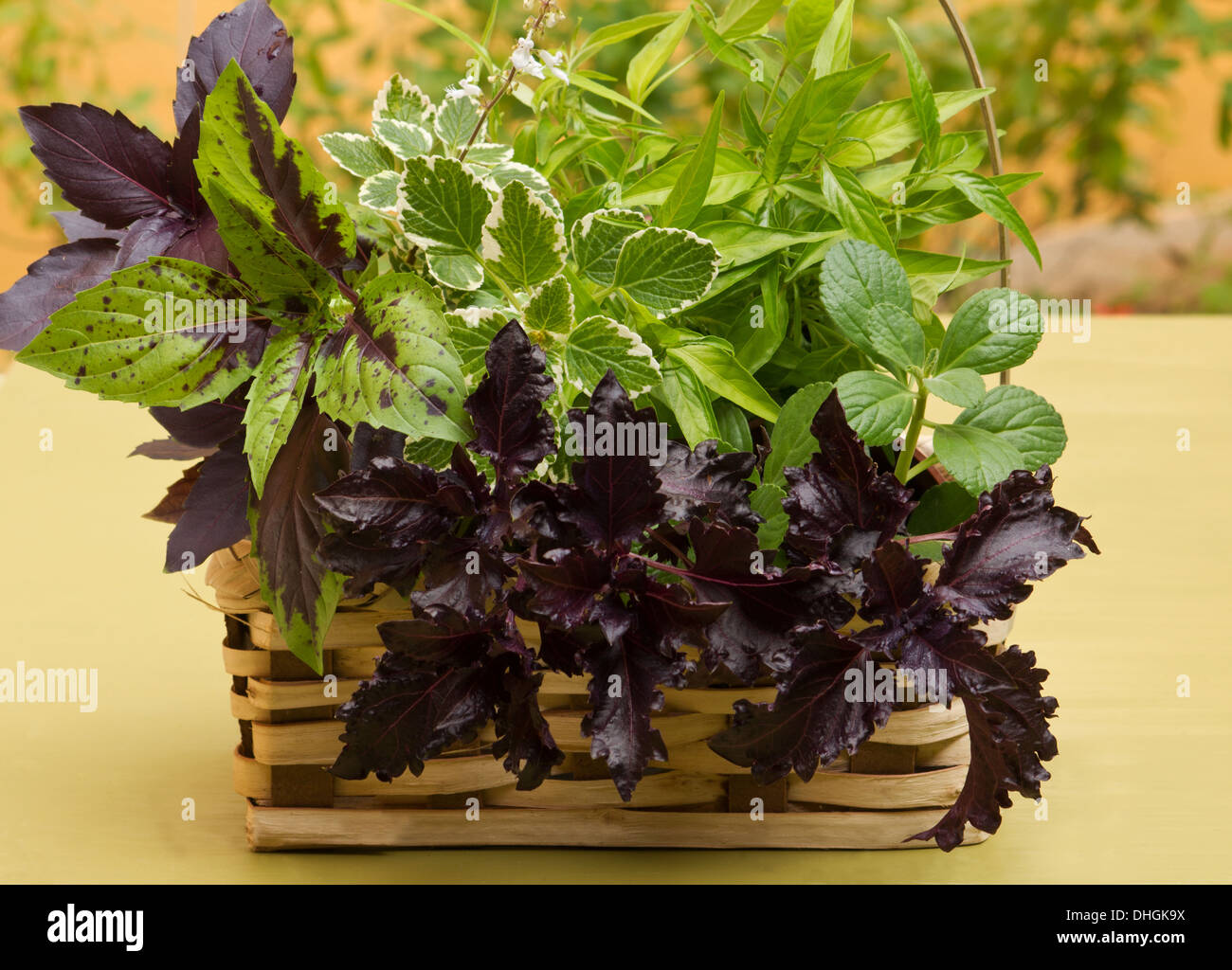 Basket with fresh cut herbs Stock Photo Alamy