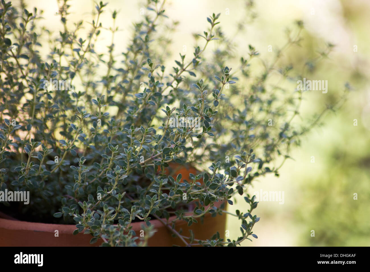 Thyme herb plant (Variegated lemon thyme Stock Photo Alamy