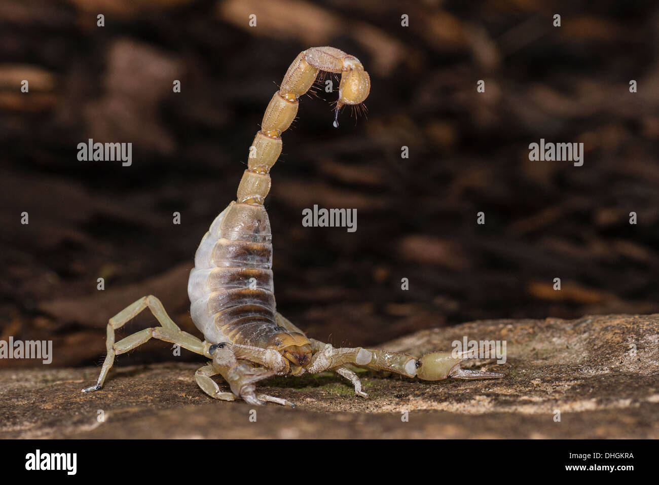 A Giant Hairy Scorpion with poison exuded from its sting Stock Photo