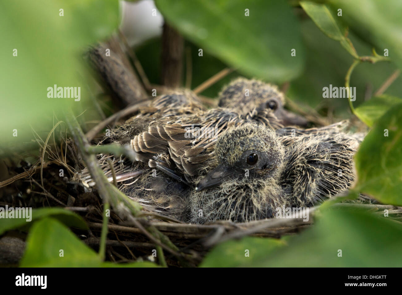 Mourning Dove Baby High Resolution Stock Photography And Images Alamy