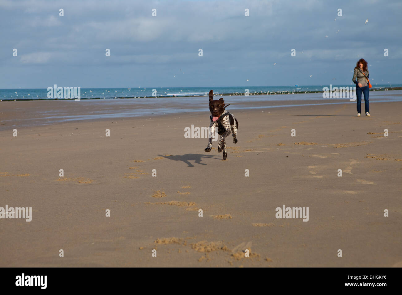 Dog running on a Normandy sandy beach with female owner in background. Baie de Wissant Stock Photo