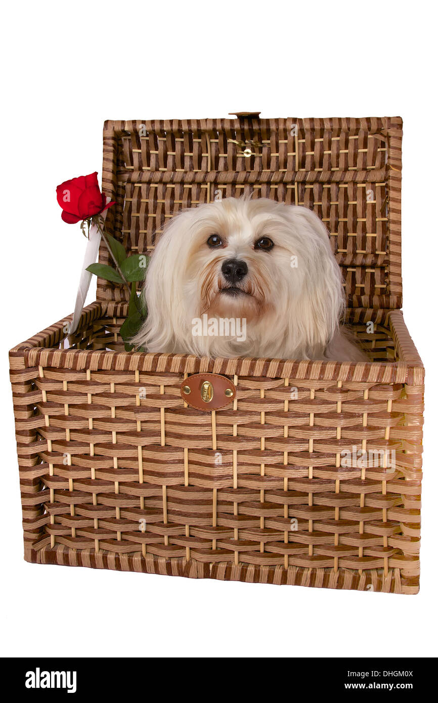 A small dog sits in a basket next to him in the basket is a red rose. Stock Photo