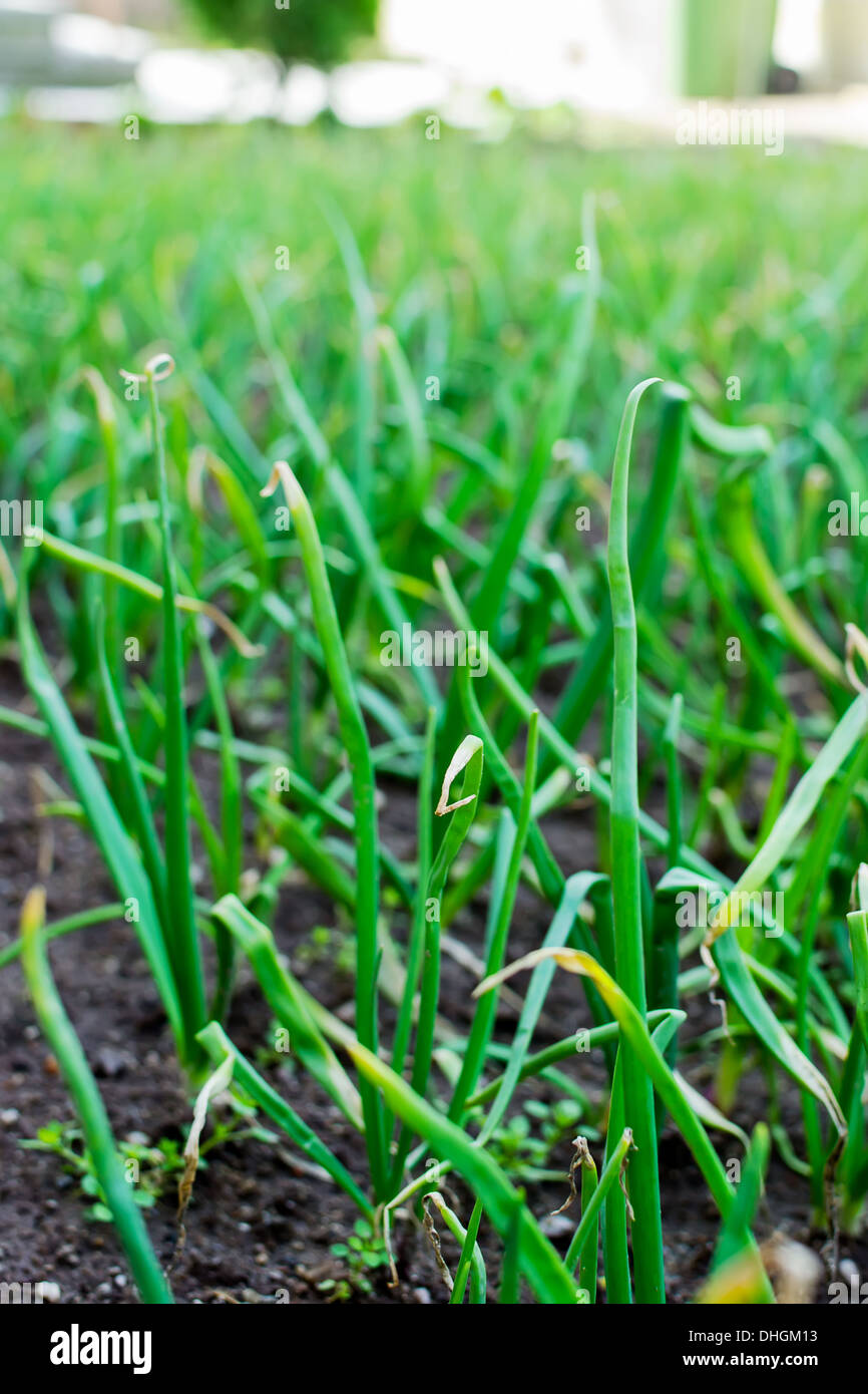 Onions garden hi-res stock photography and images - Alamy
