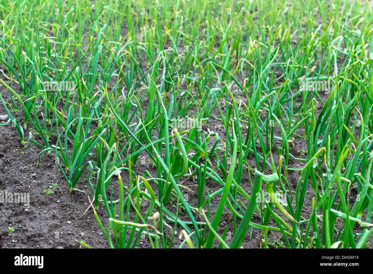 Onions garden hi-res stock photography and images - Alamy
