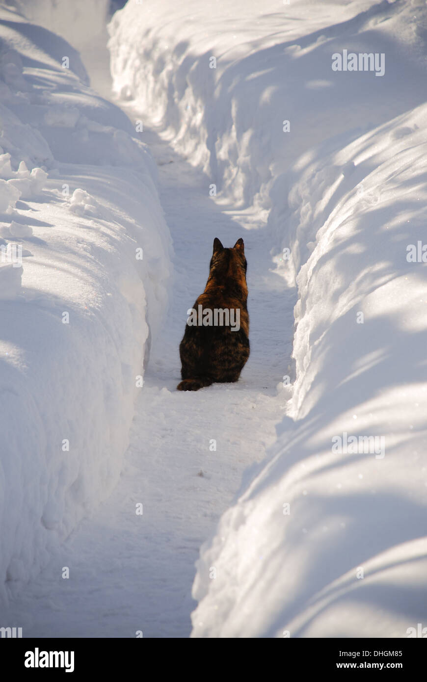 Cat sitting in a snow trail Stock Photo