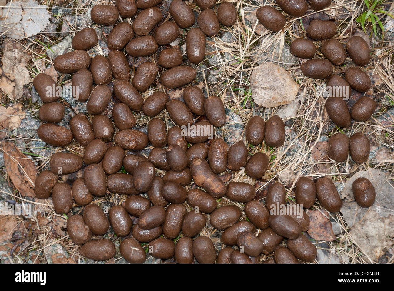 Elk droppings in the forest Stock Photo