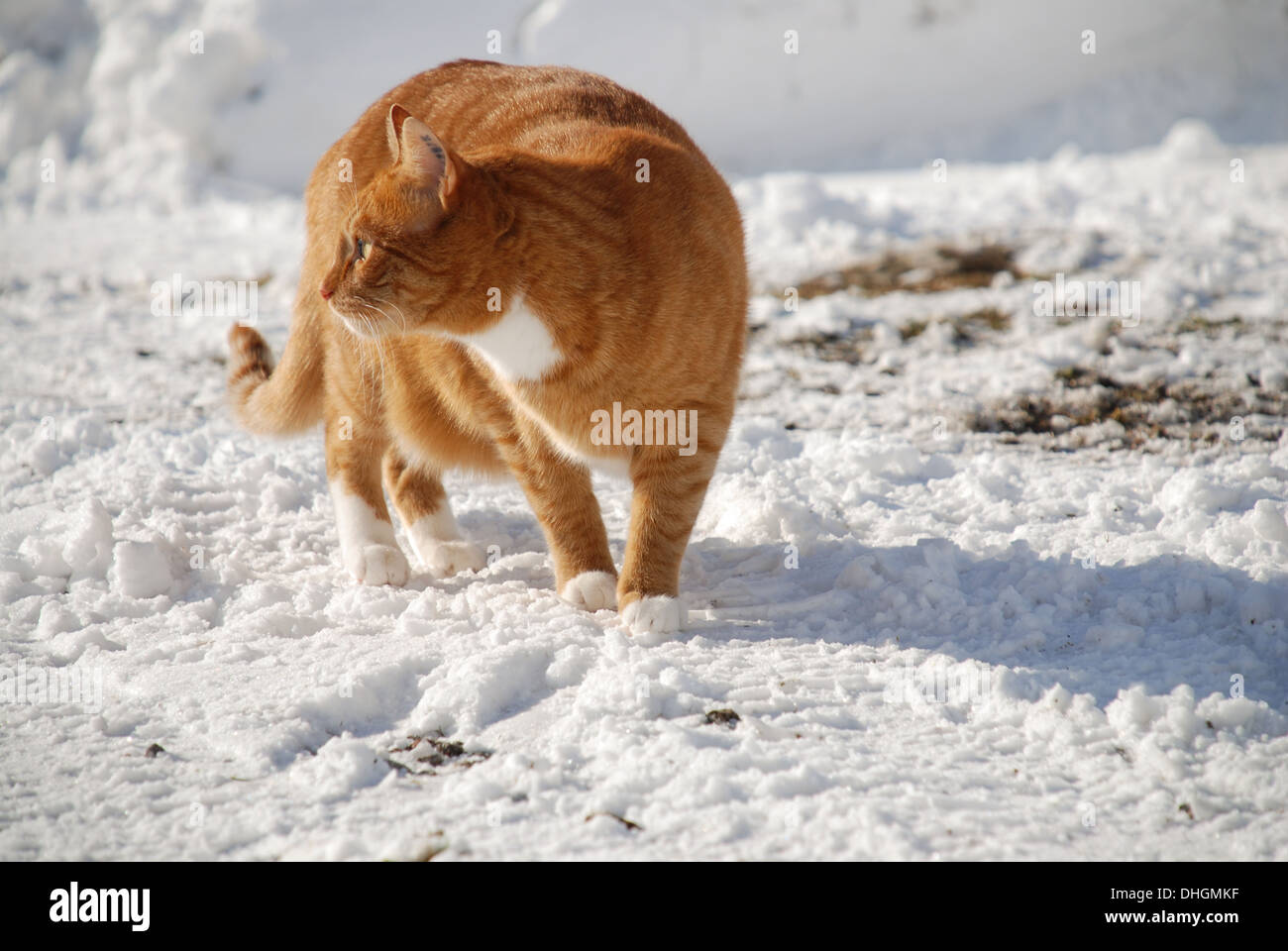 Cat walking on the snow Stock Photo