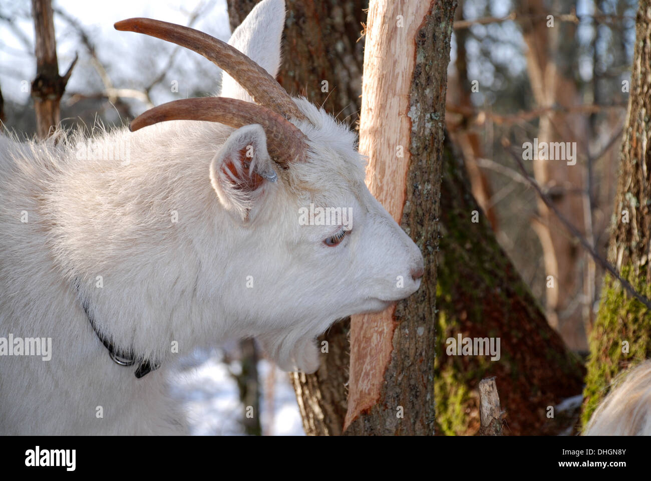 Goat eating bark Stock Photo