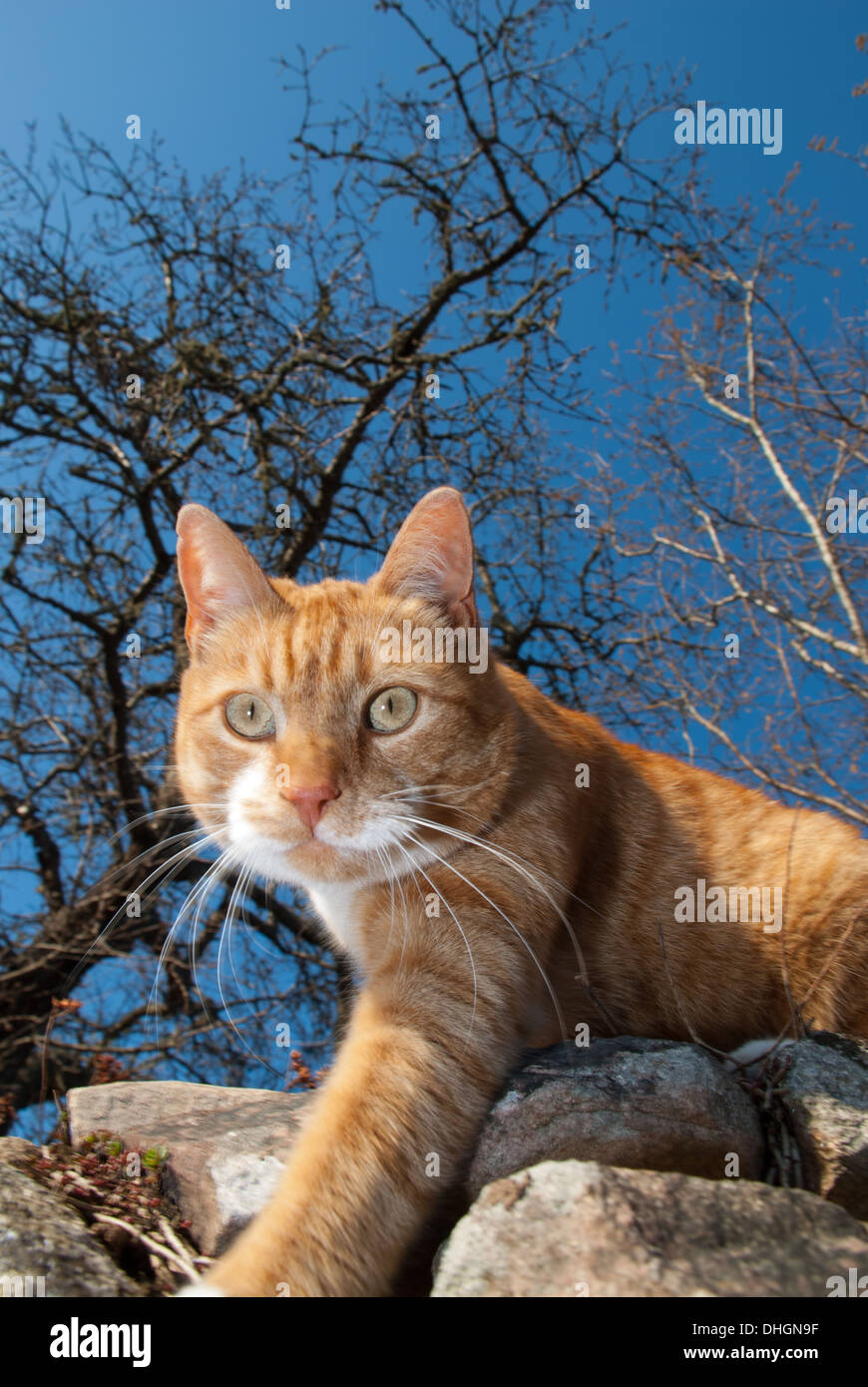 Red cat on a stone wall Stock Photo