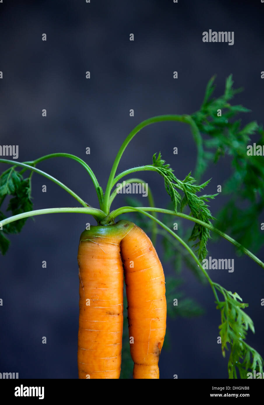 Carrot top hires stock photography and images Alamy