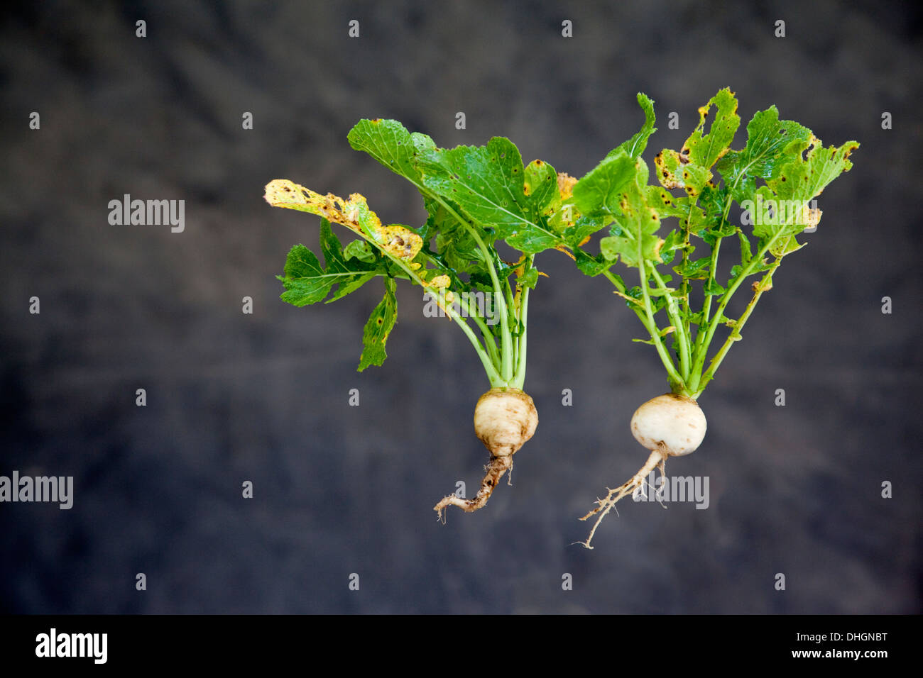 Turnip, studio shot with leaf Stock Photo