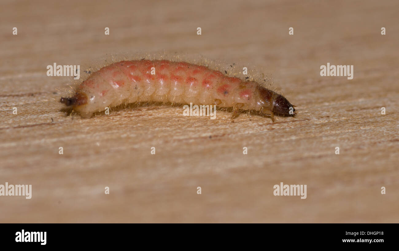 Wood boring timber pest deaths watch beetle larva Stock Photo