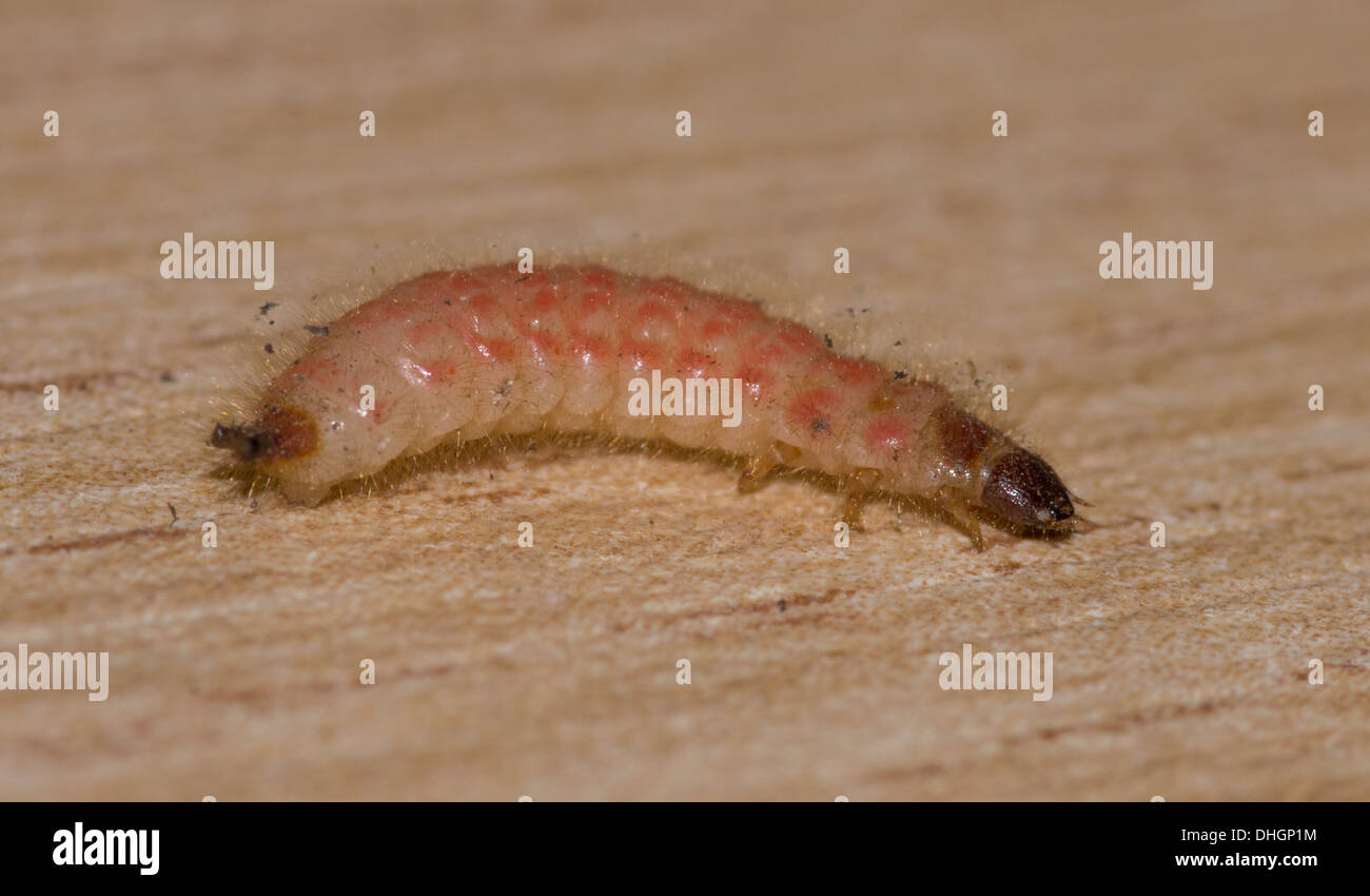 Wood boring timber pest deaths watch beetle larva Stock Photo