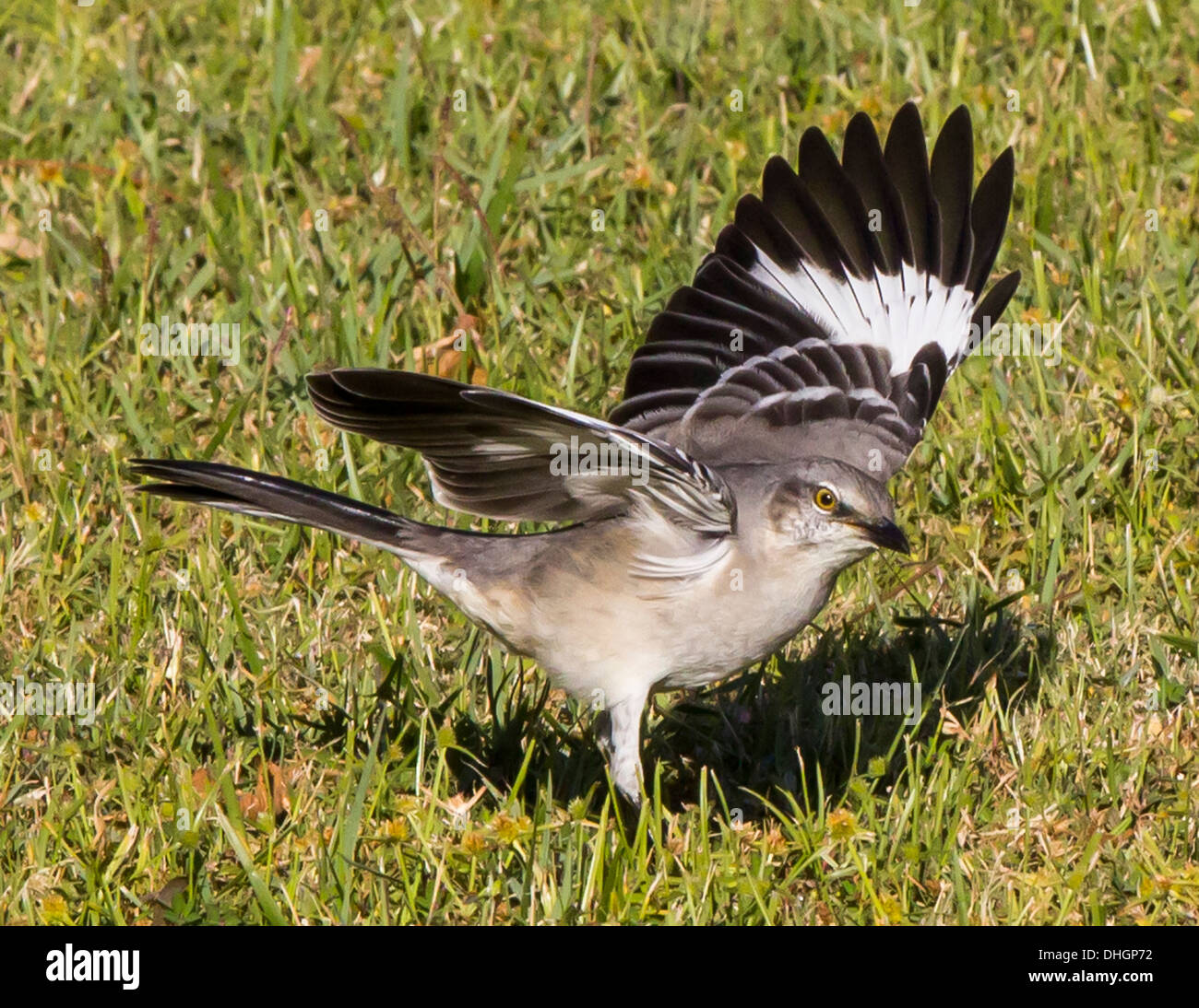 mockingbird  via Facebook - image #1030992 on