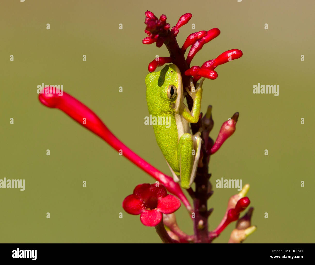 Green Tree Frog on Firespike flower stalk. Stock Photo