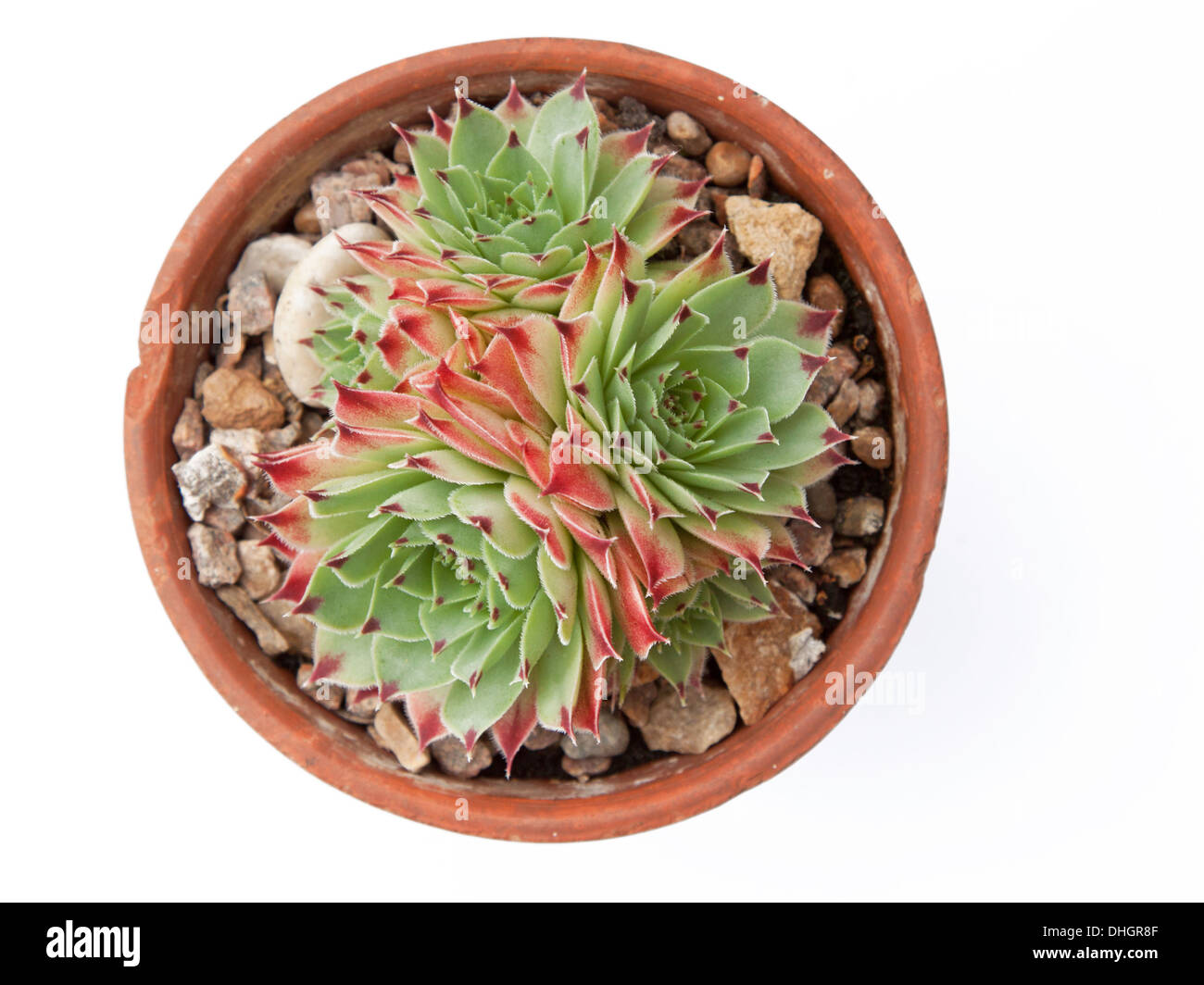 Young succulent plats (Jovibarba hirta) in a terracotta pot against a white background Stock Photo
