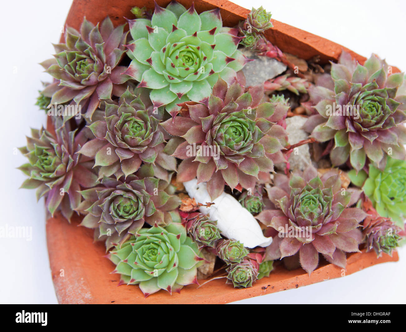 Succulent plants of the variety 'Jovibarba hirta' displayed in a broken terracotta pot Stock Photo