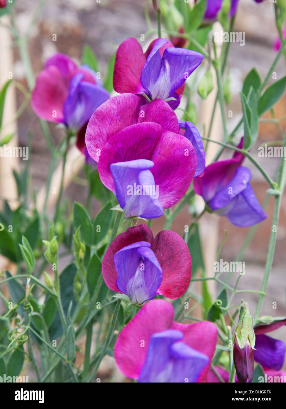 Sweet Pea flowers ( Lathyrus odoratus ) of the heritage variety Cupani at the height of summer Stock Photo