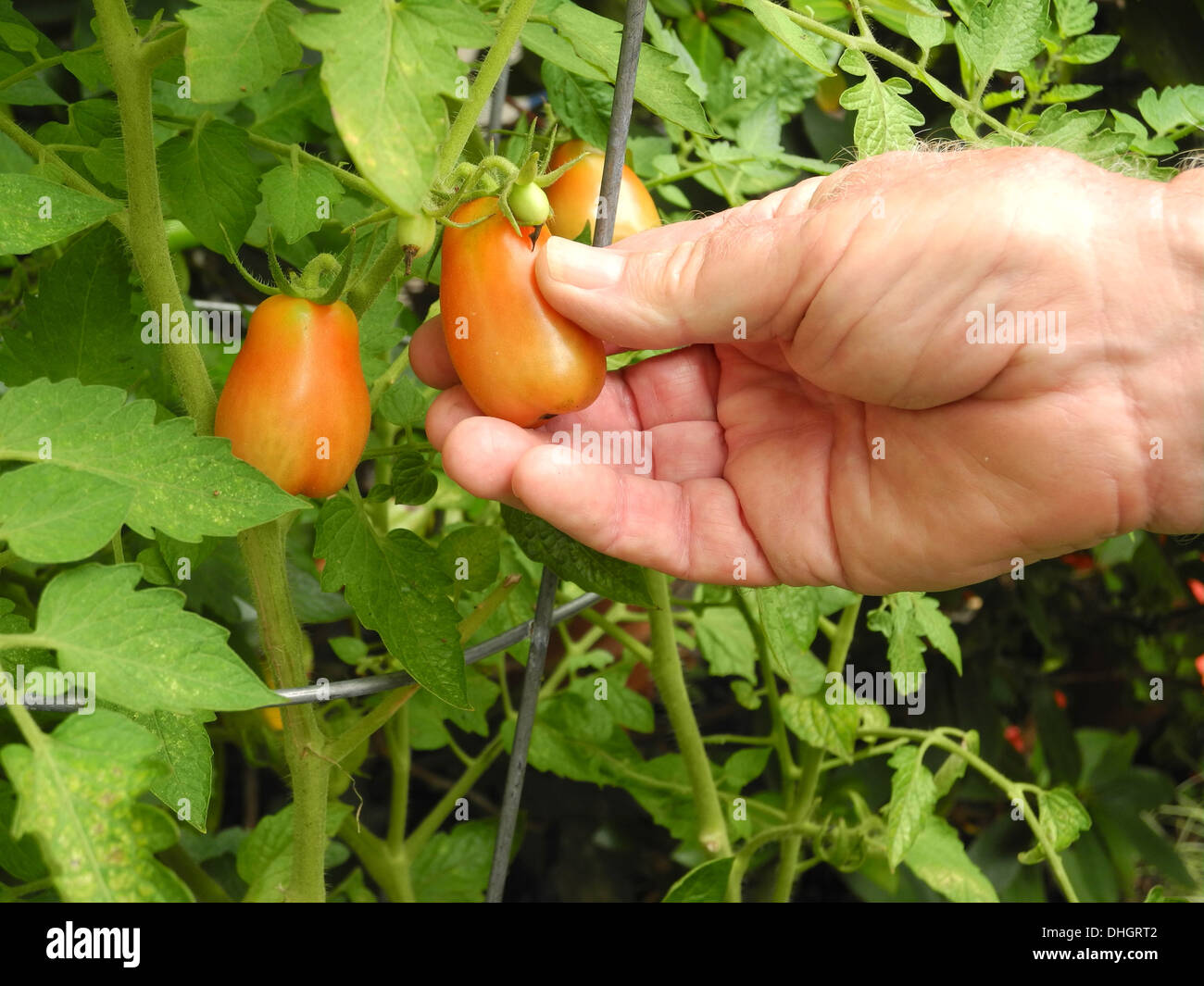 The retiree has plenty of time to tend to his organic garden. Stock Photo