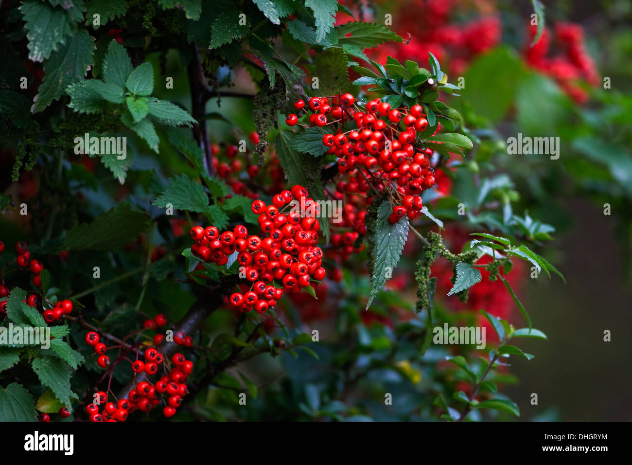 Pyracantha Red Berries in Autumn Fall in November Stock Photo 62450296