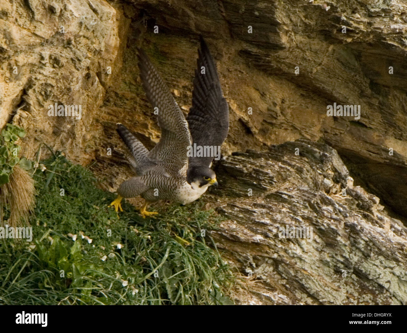 Peregrine Falcon (Falco peregrinus) preparing for flight Stock Photo
