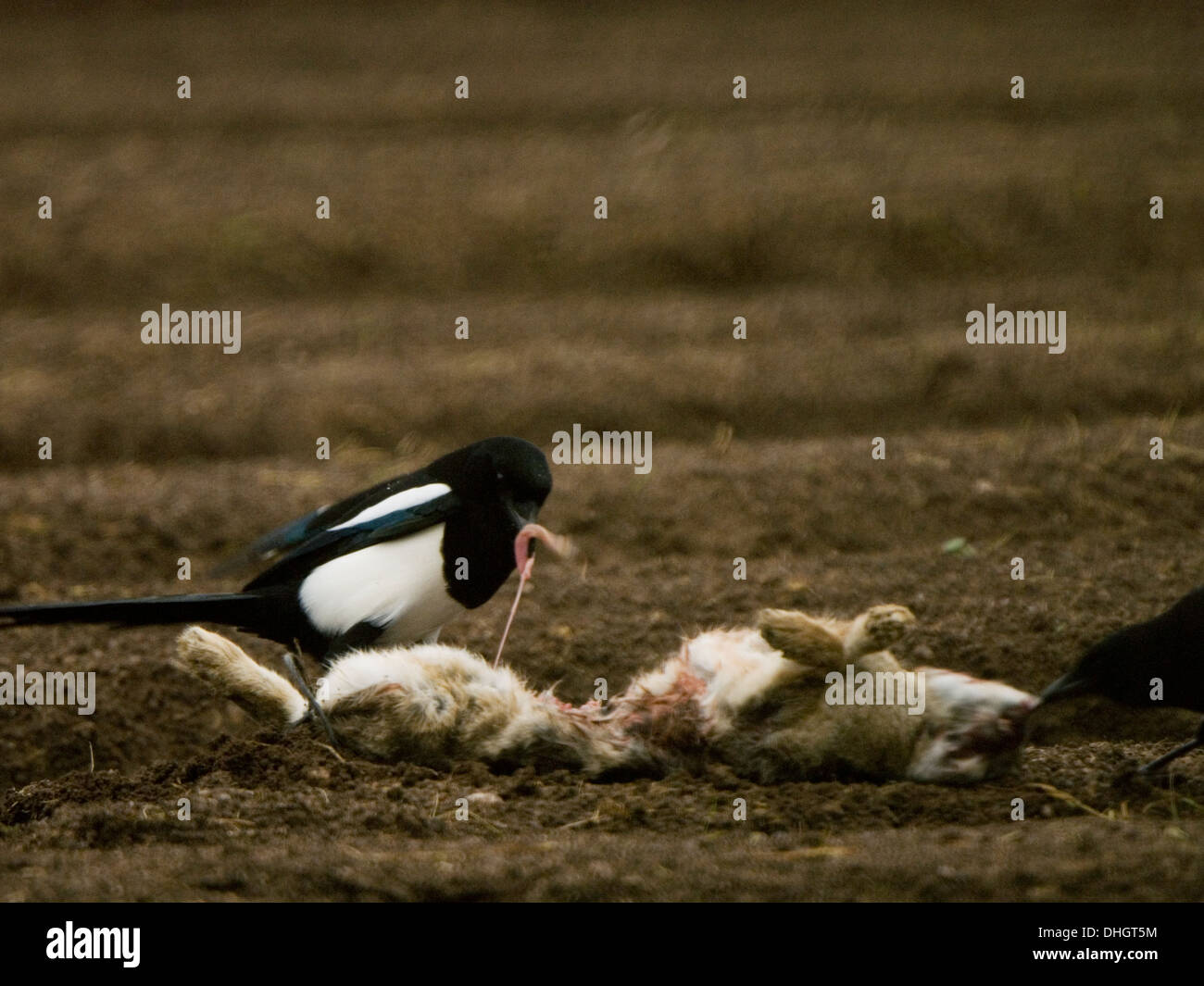 Eurasian Magpies (Pica pica) feeding on a rabbit (Lepus curpaeums) Stock Photo