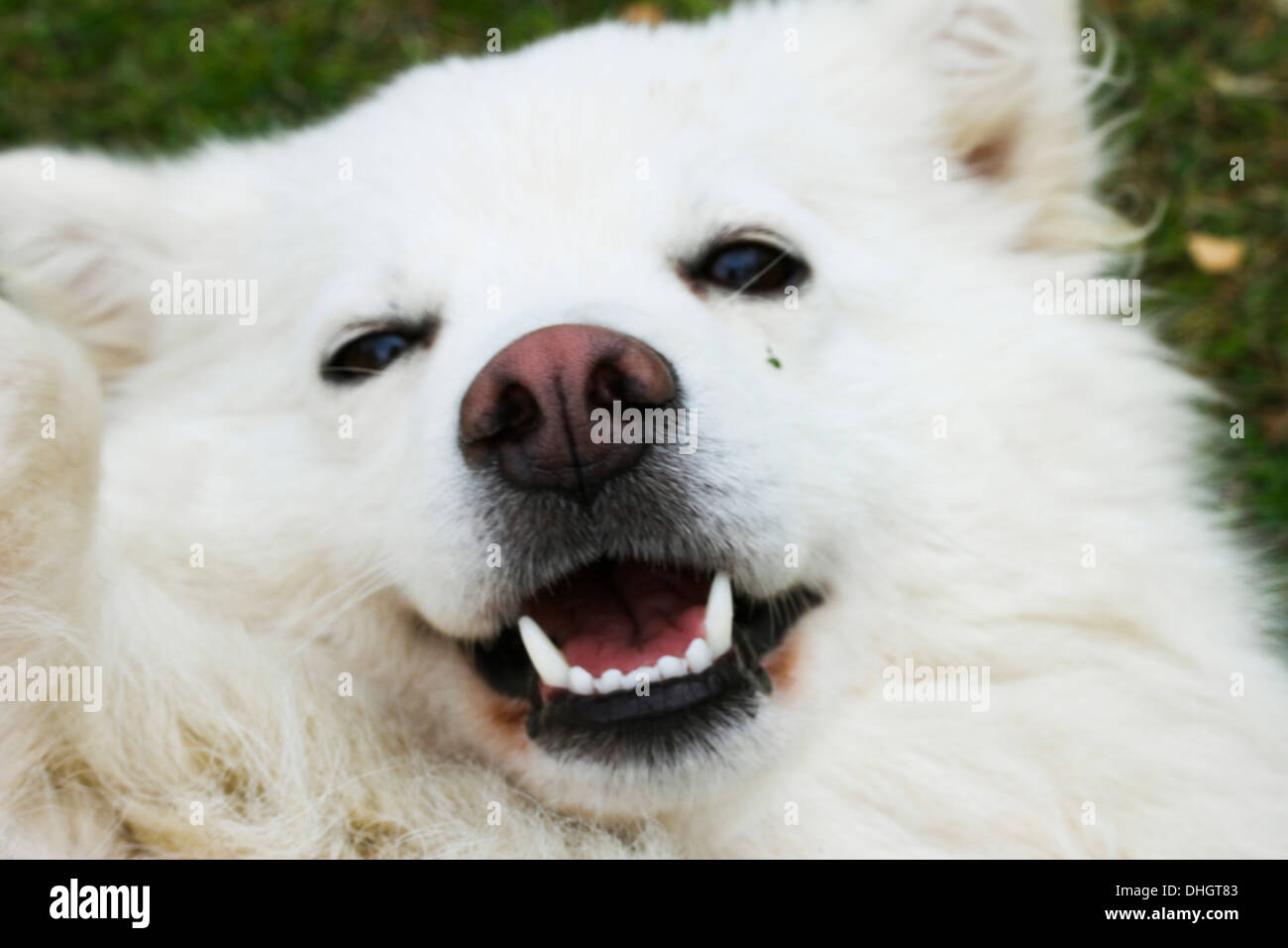 White Finnish Lapphund dog, head shot, looking up laughing into the ...