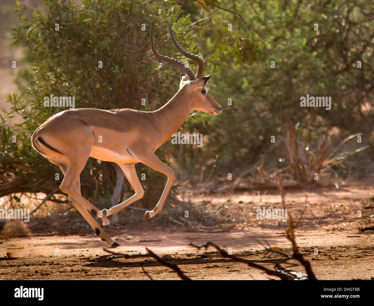 Running Impala in Tsavo National Park Southern Kenya Stock Photo