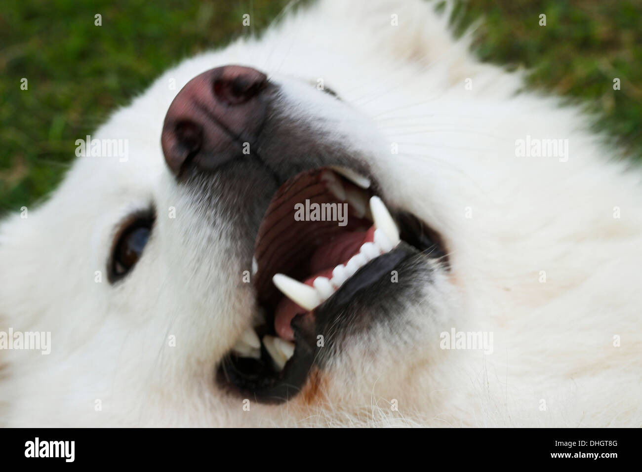 White Finnish Lapphund dog, head shot, looking up laughing into the camera. Stock Photo