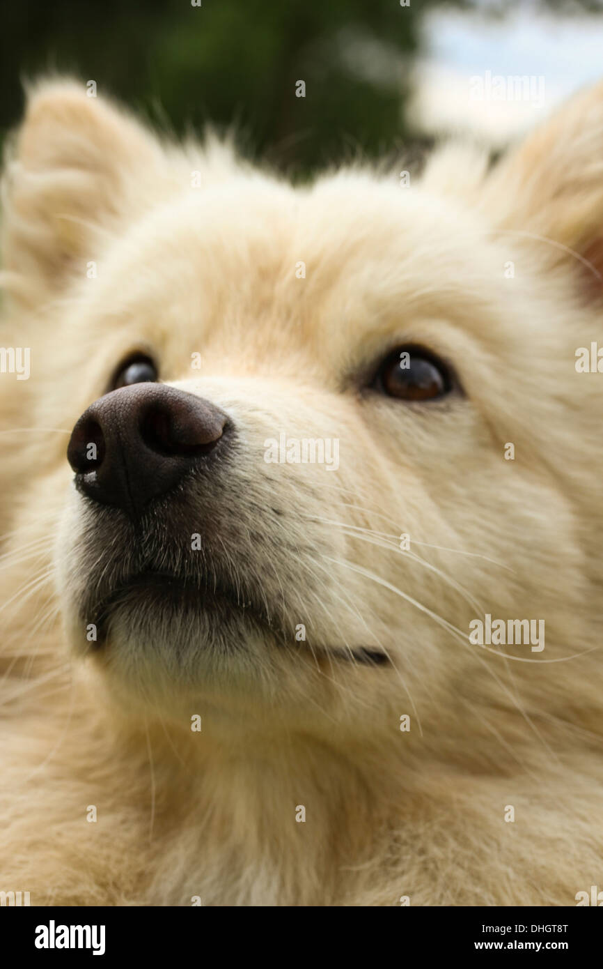 Cream Finnish Lapphund dog, head shot, looking up concentrating on a ...