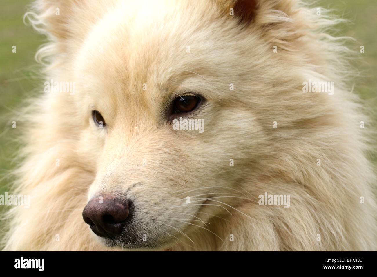 Cream Finnish Lapphund dog, side on head shot, looking down lovingly ...