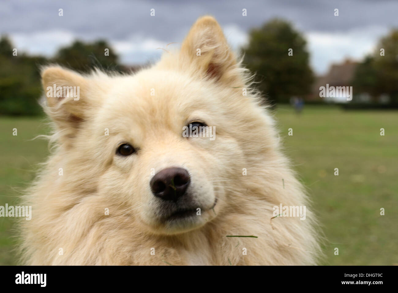 Cream Finnish Lapphund dog, head shot, looking into the camera lovingly ...