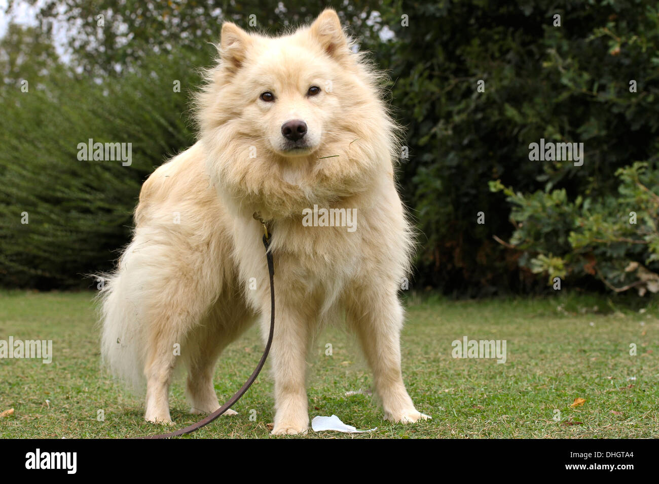 Cream Finnish Lapphund dog standing on the grass looking into the camera  Stock Photo - Alamy