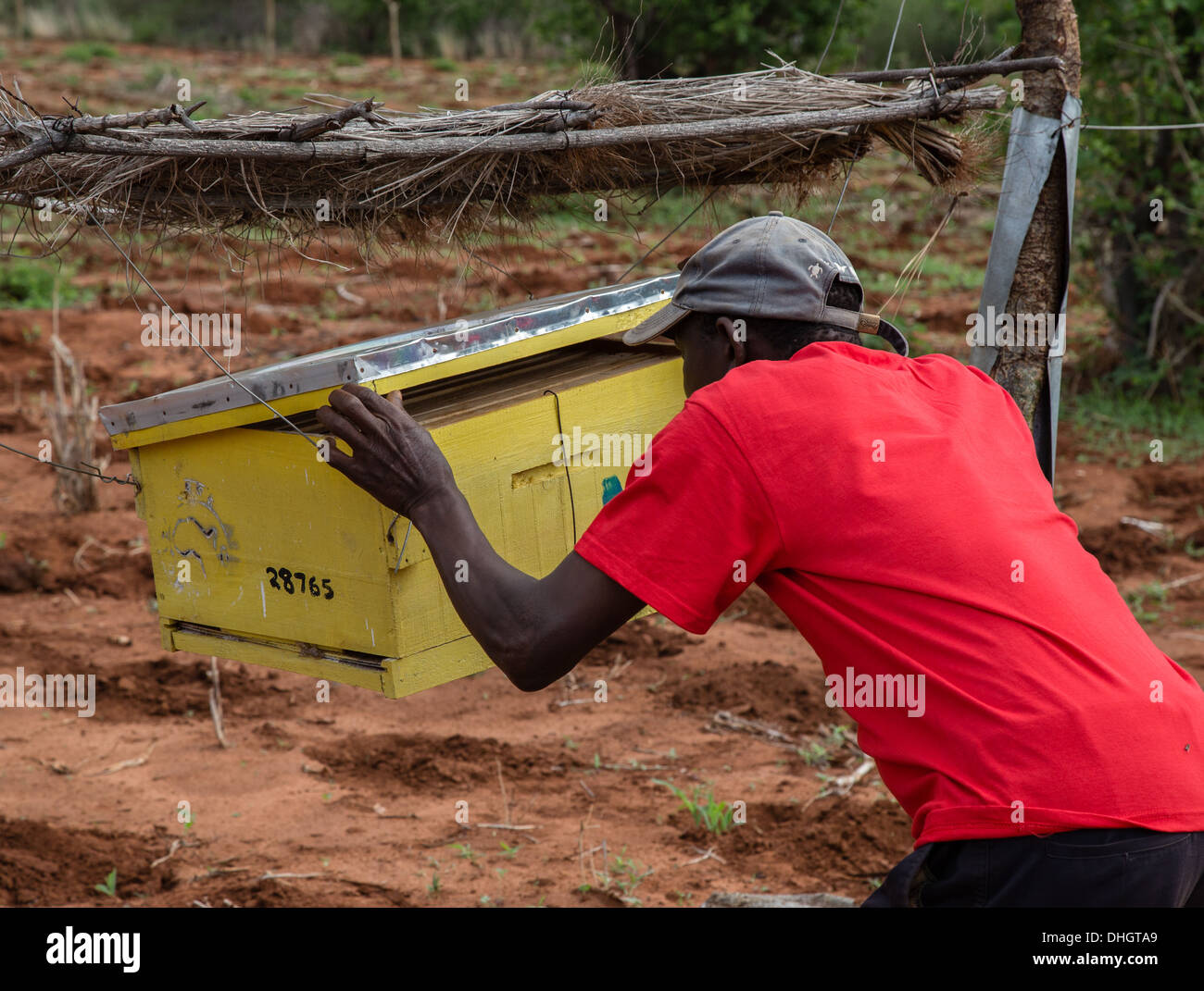 A farmer inspects his beehive fence built to deter elephants from raiding crops in Sagalla near Voi Southern Kenya Stock Photo
